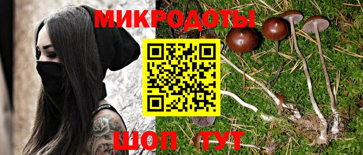 Псилоцибиновые грибы Psilocybine cubensis  Липецк 