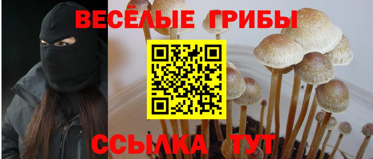 Псилоцибиновые грибы GOLDEN TEACHER  Вход с VPN  как найти наркотики  Липецк 
